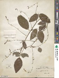 Desmodium paniculatum image