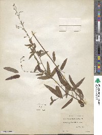 Desmodium paniculatum image