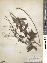 Desmodium paniculatum image