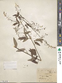 Desmodium paniculatum image