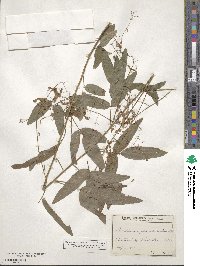 Desmodium paniculatum image