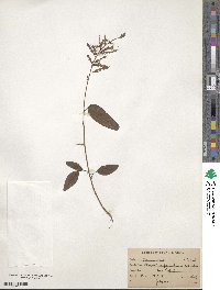 Desmodium paniculatum image