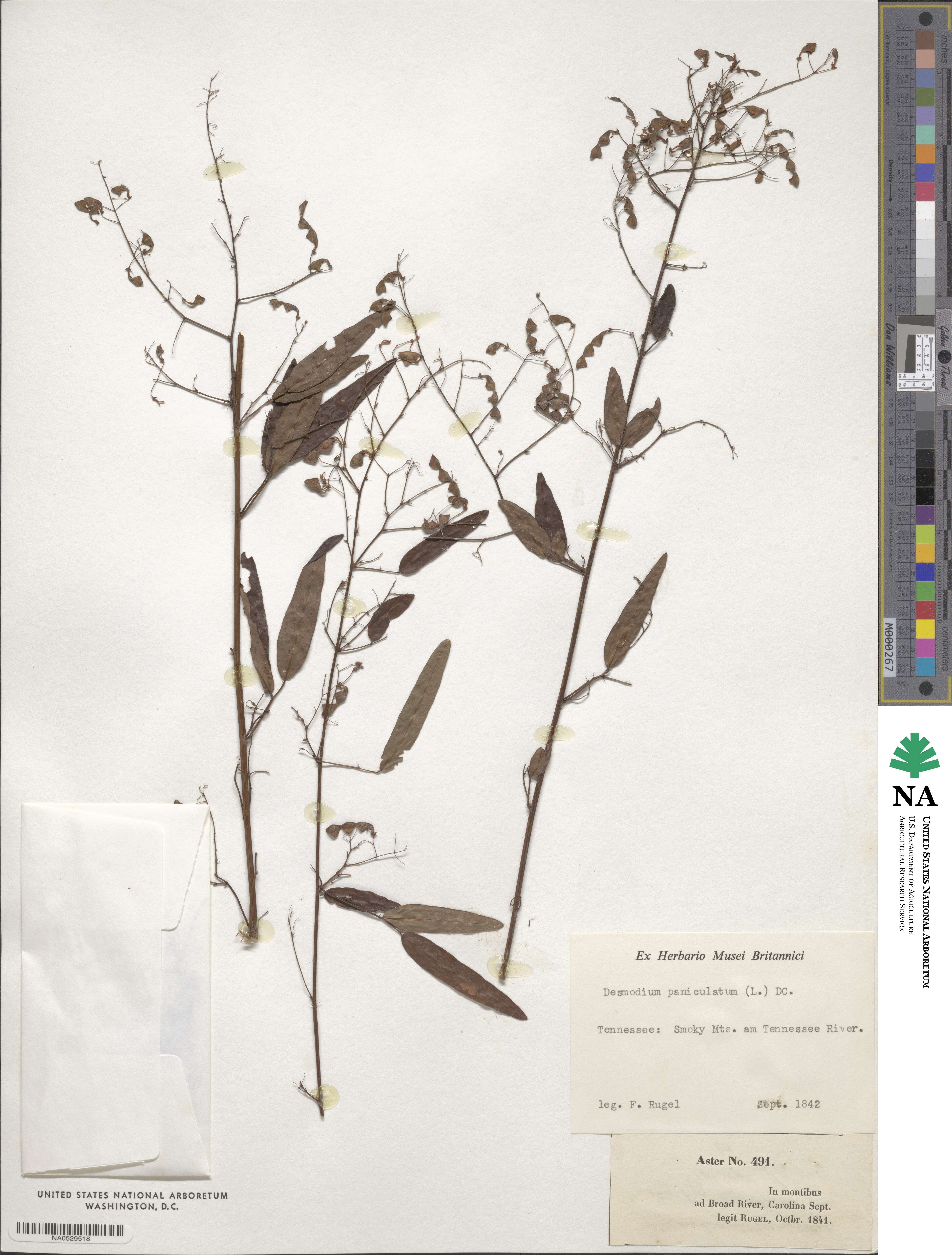 Desmodium paniculatum image