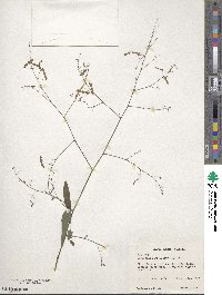 Desmodium paniculatum image