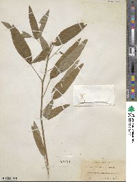 Desmodium paniculatum image