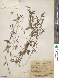 Desmodium paniculatum image