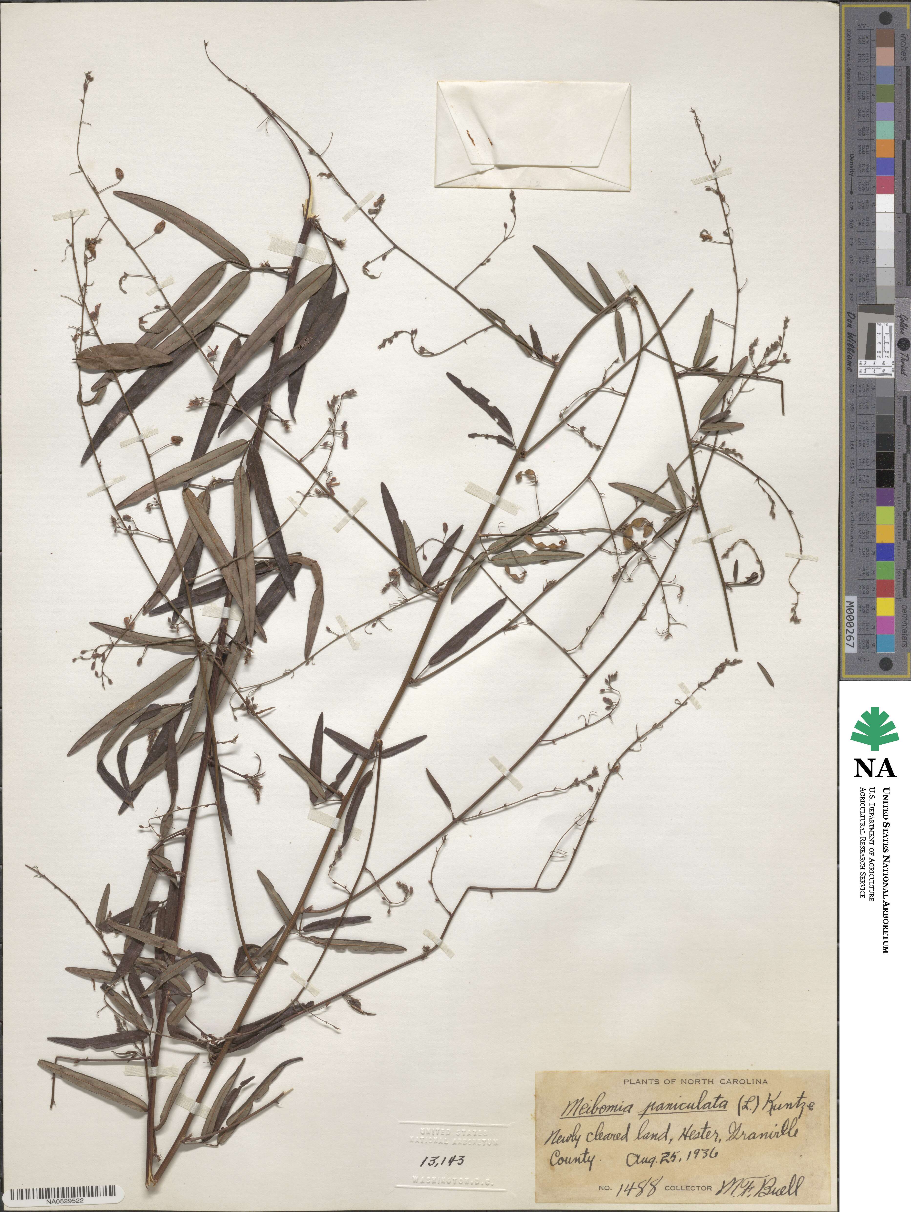 Desmodium paniculatum image