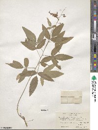 Desmodium paniculatum image