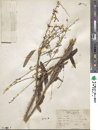 Desmodium paniculatum image