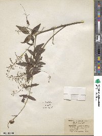 Desmodium paniculatum image