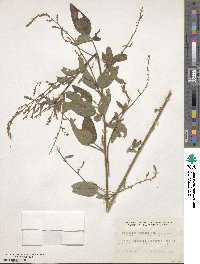 Desmodium paniculatum image