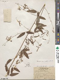 Desmodium paniculatum image