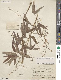 Desmodium paniculatum image