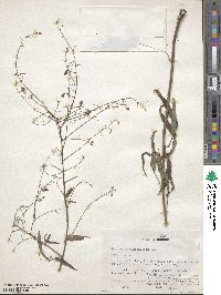 Desmodium paniculatum image