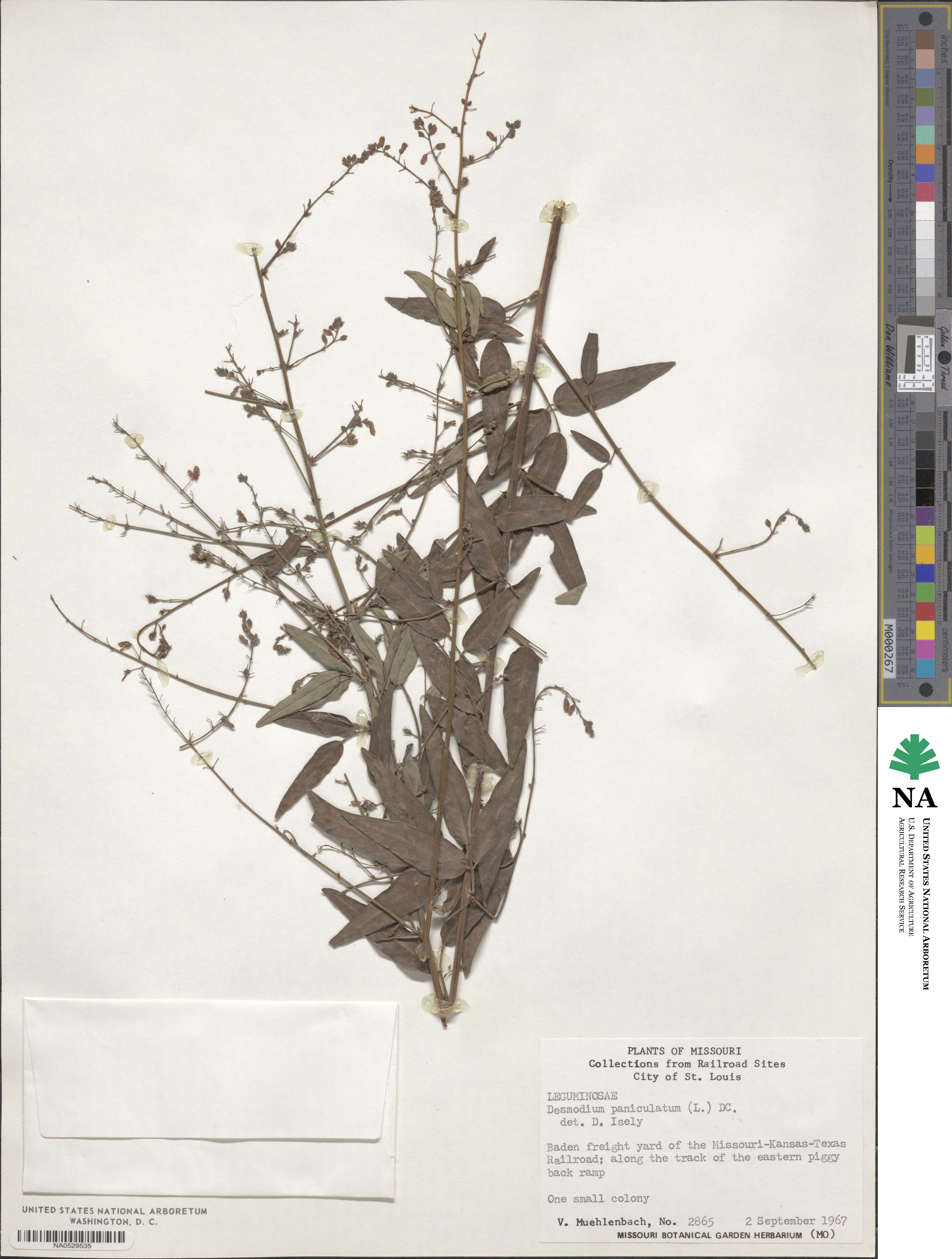 Desmodium paniculatum image