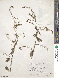 Desmodium paniculatum image