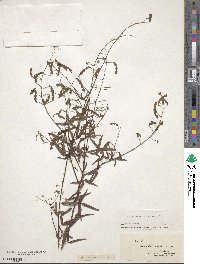 Desmodium paniculatum image