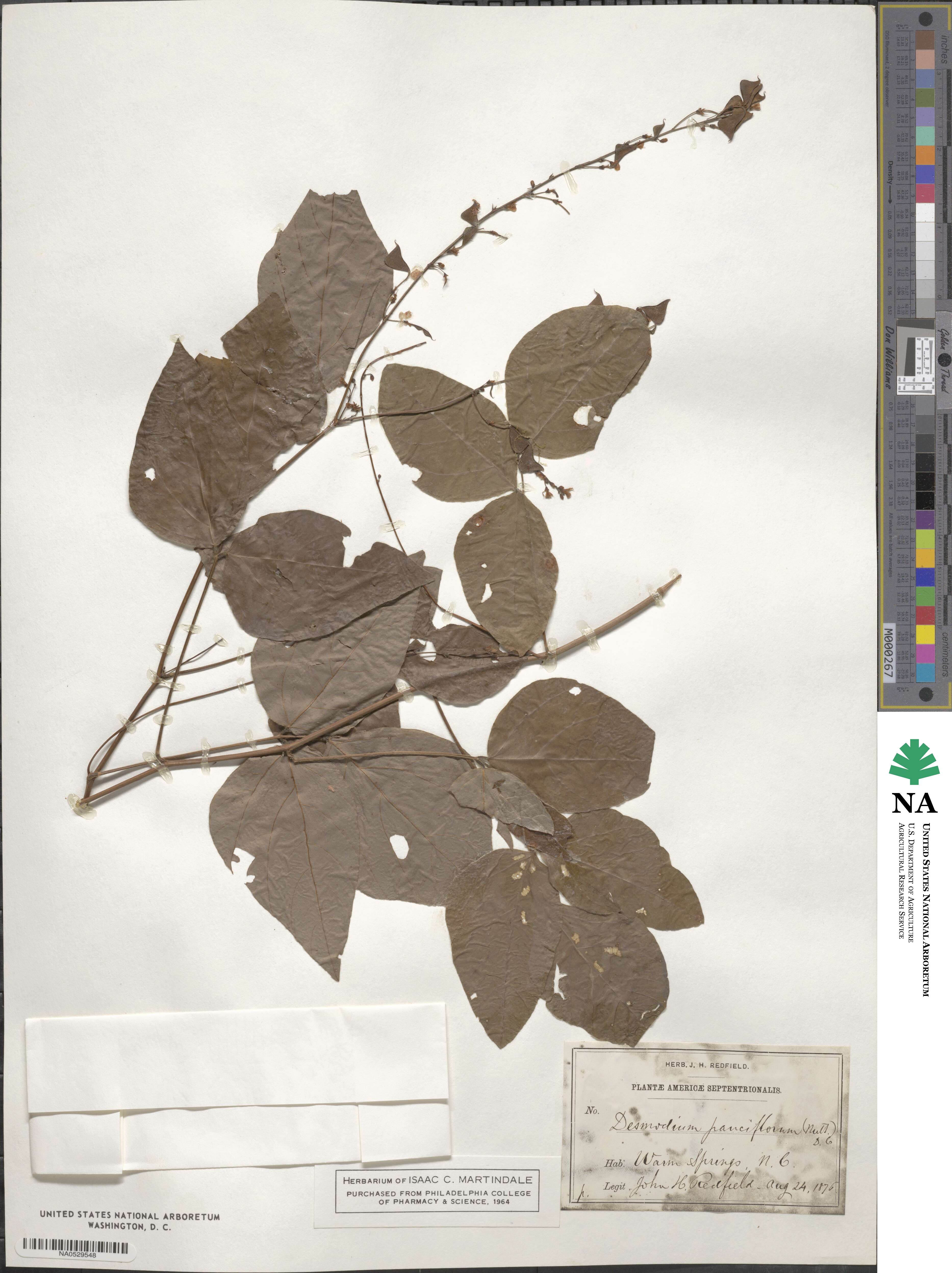 Hylodesmum pauciflorum image