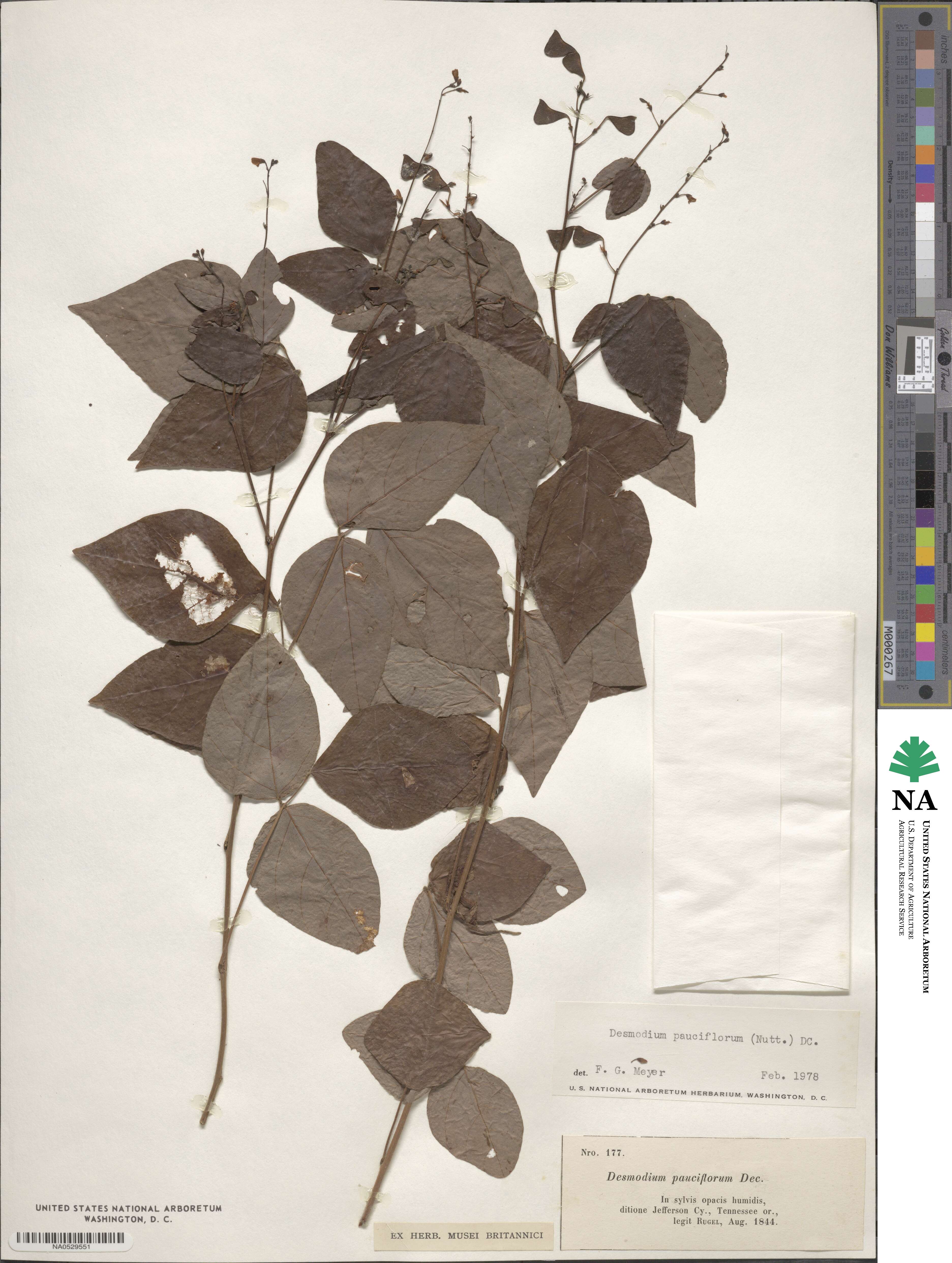 Hylodesmum pauciflorum image