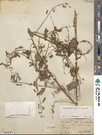 Desmodium perplexum image