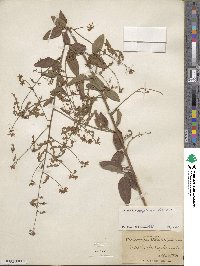 Desmodium perplexum image