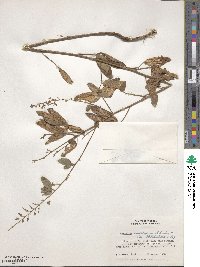 Desmodium perplexum image