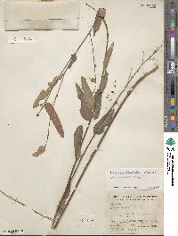 Desmodium psilophyllum image