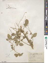 Desmodium purpureum image