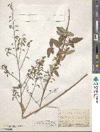 Desmodium obtusum image