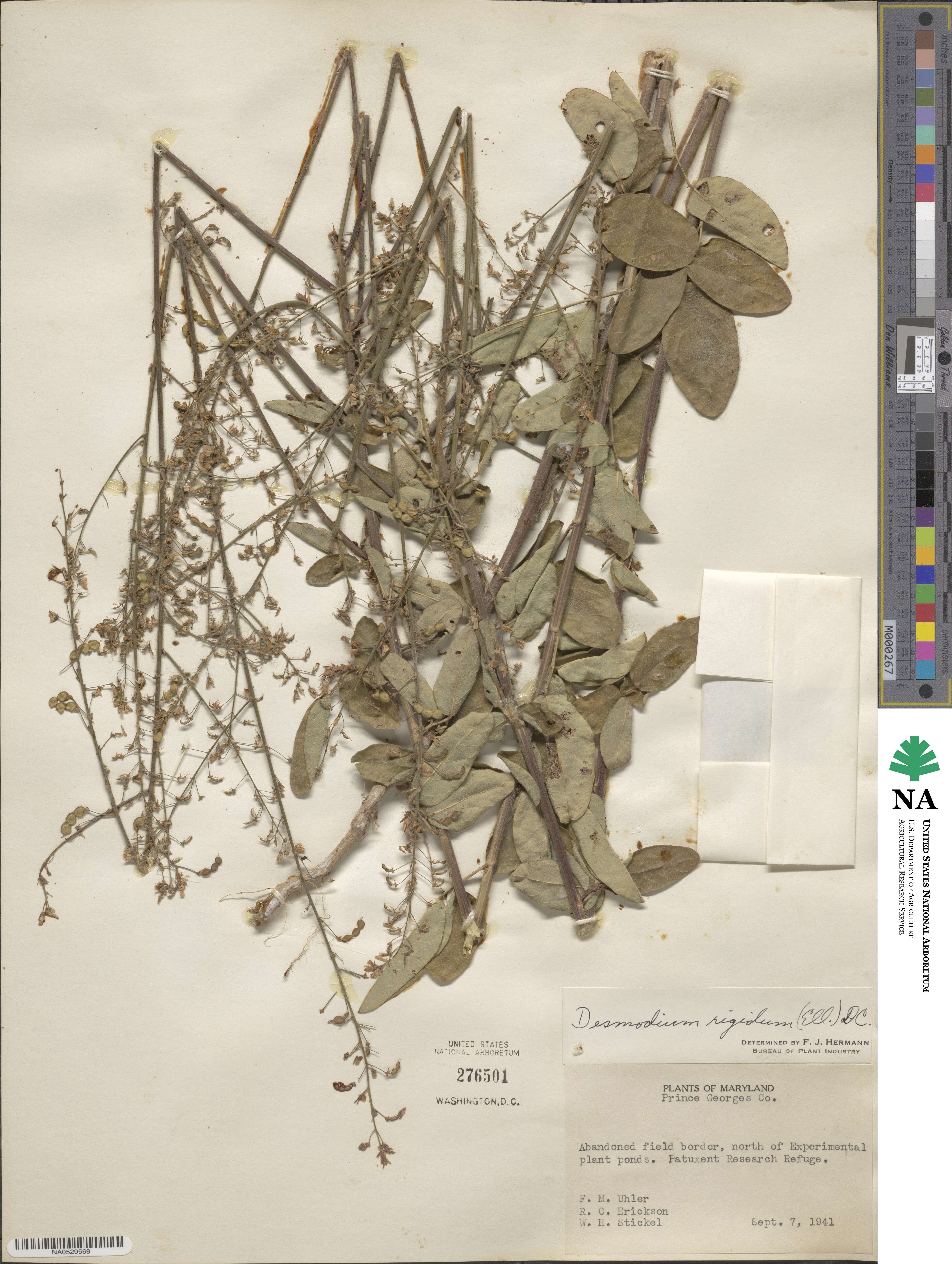 Desmodium obtusum image
