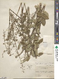 Desmodium obtusum image