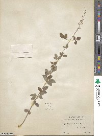 Desmodium obtusum image