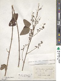 Desmodium obtusum image