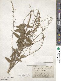 Desmodium obtusum image