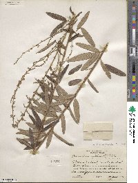 Desmodium obtusum image