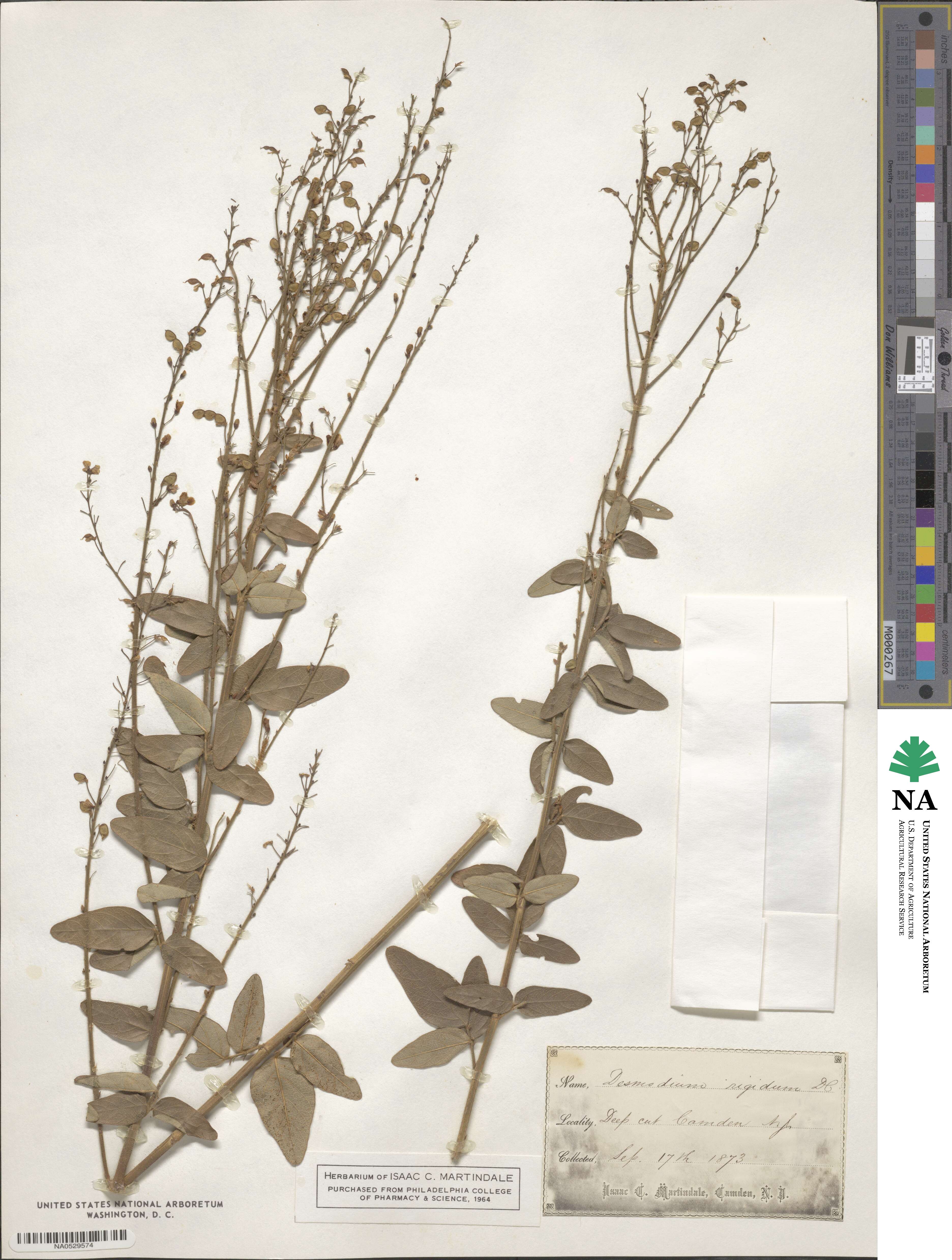 Desmodium obtusum image