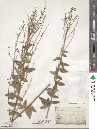 Desmodium obtusum image