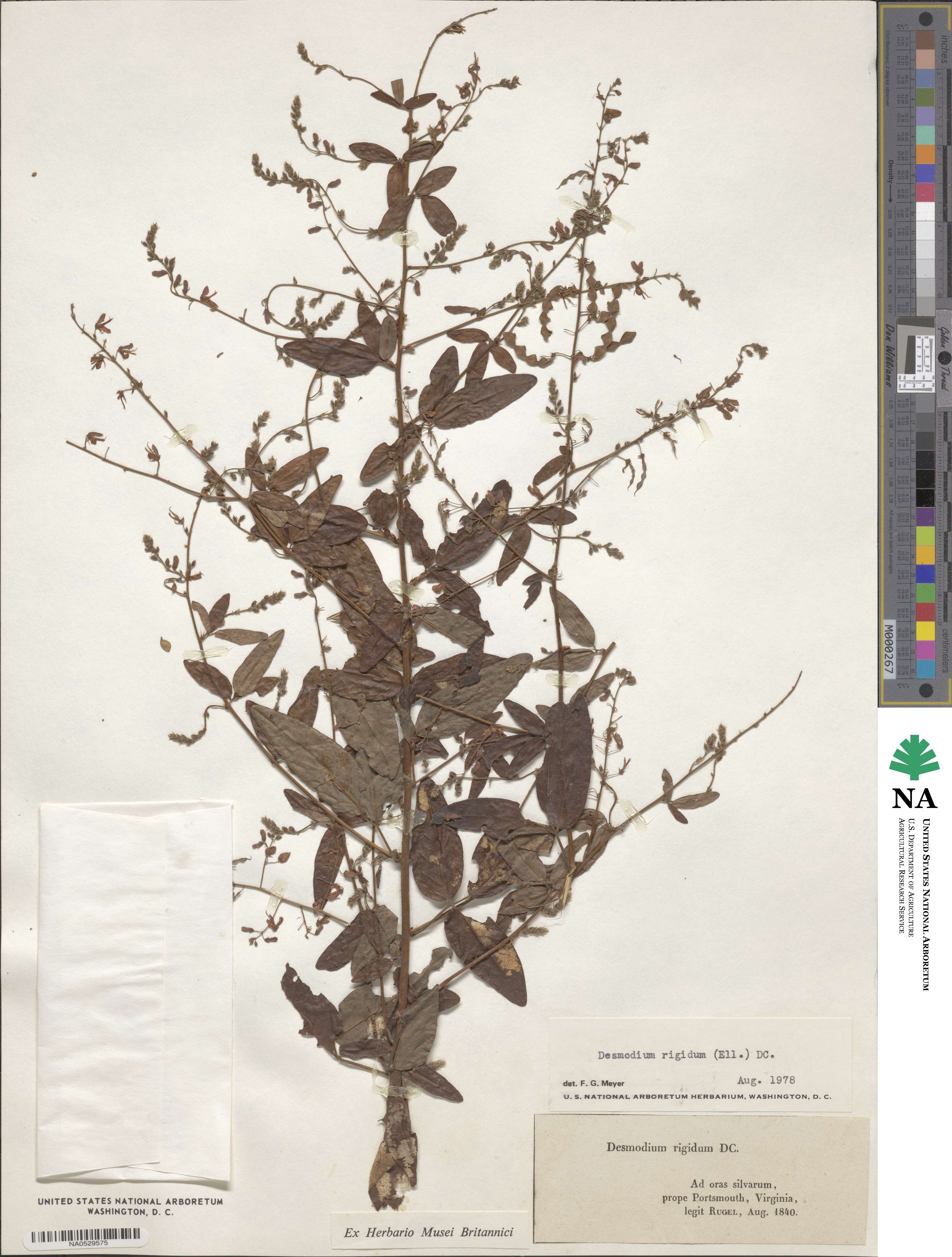 Desmodium obtusum image