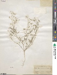 Desmodium rosei image