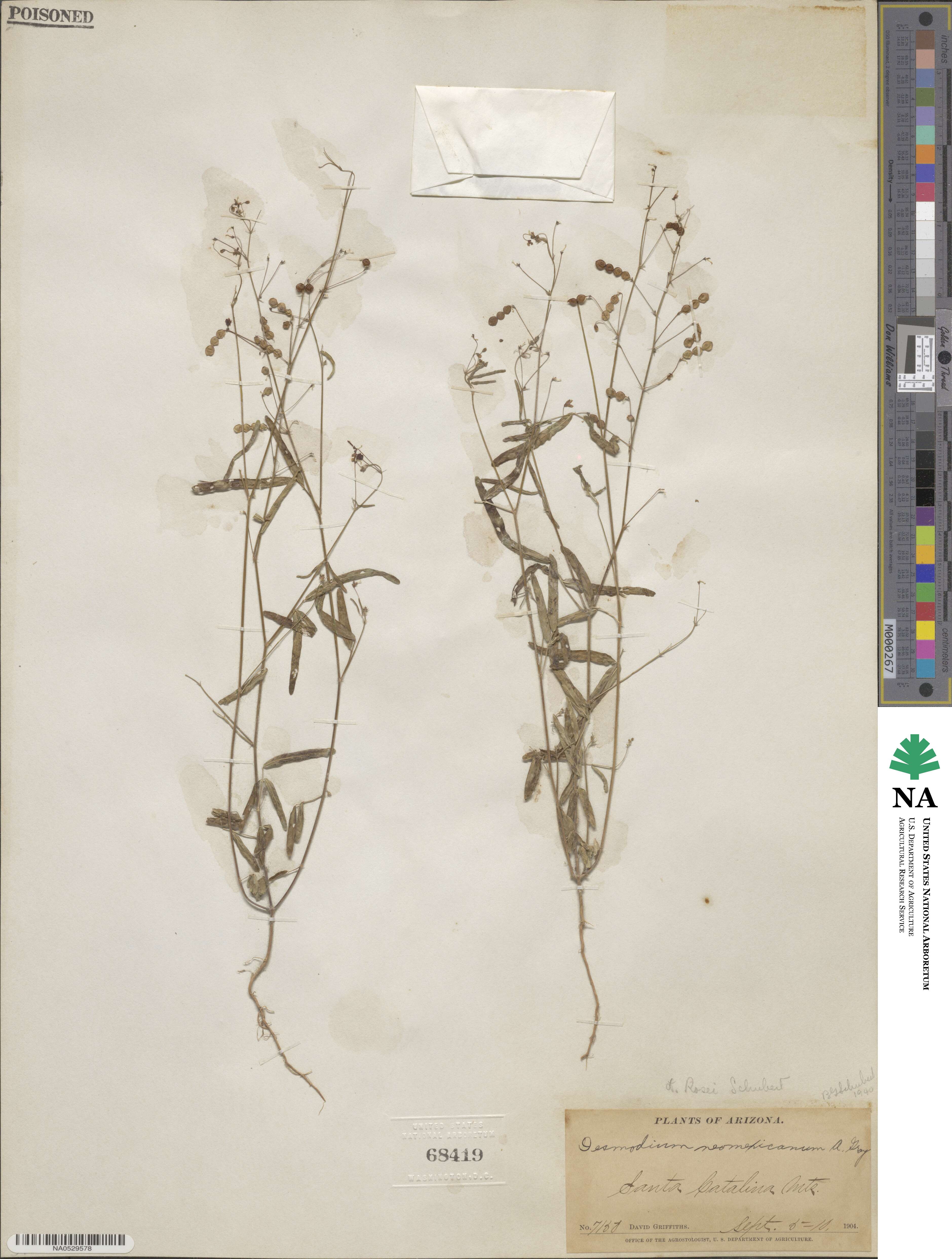 Desmodium rosei image