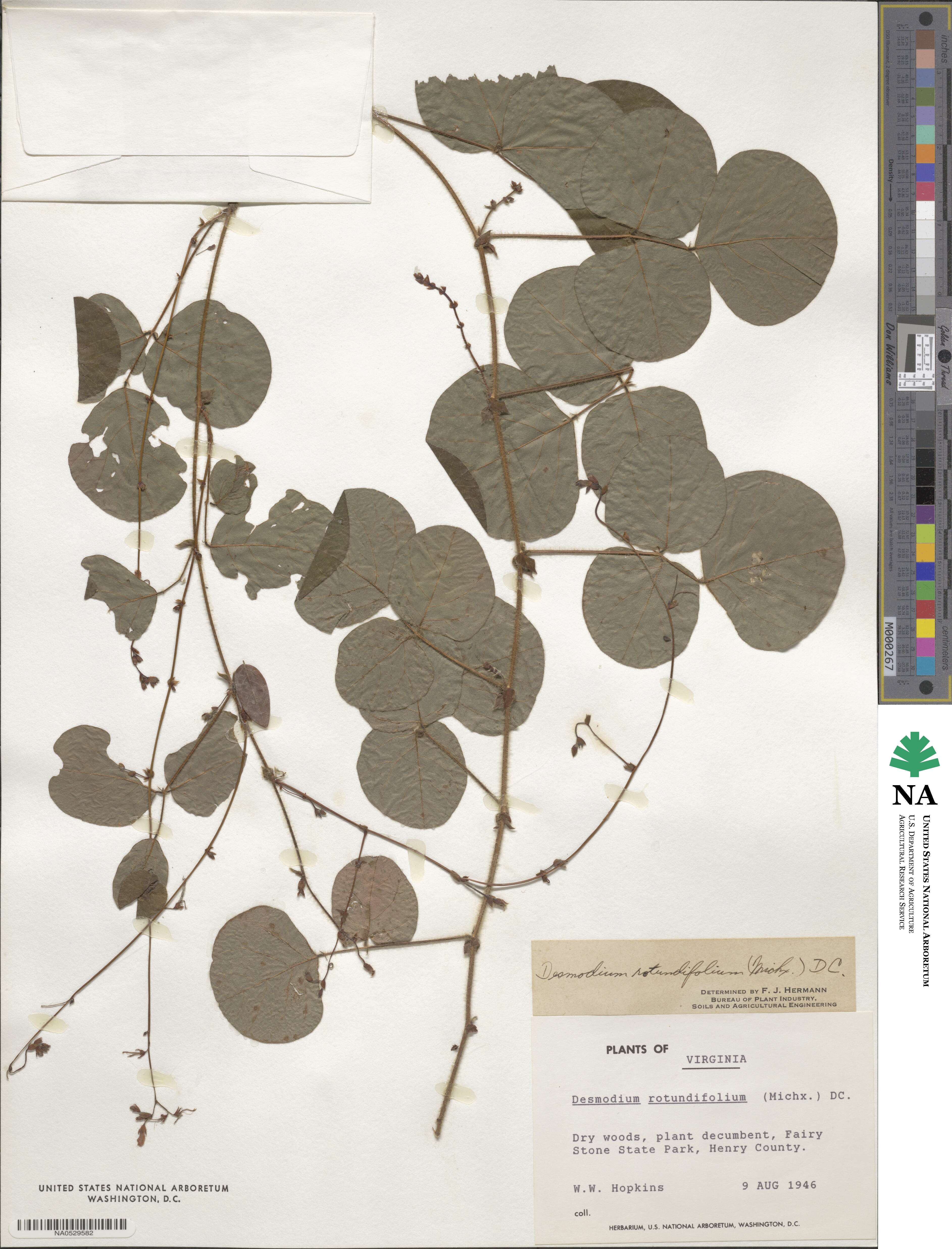Desmodium rotundifolium image