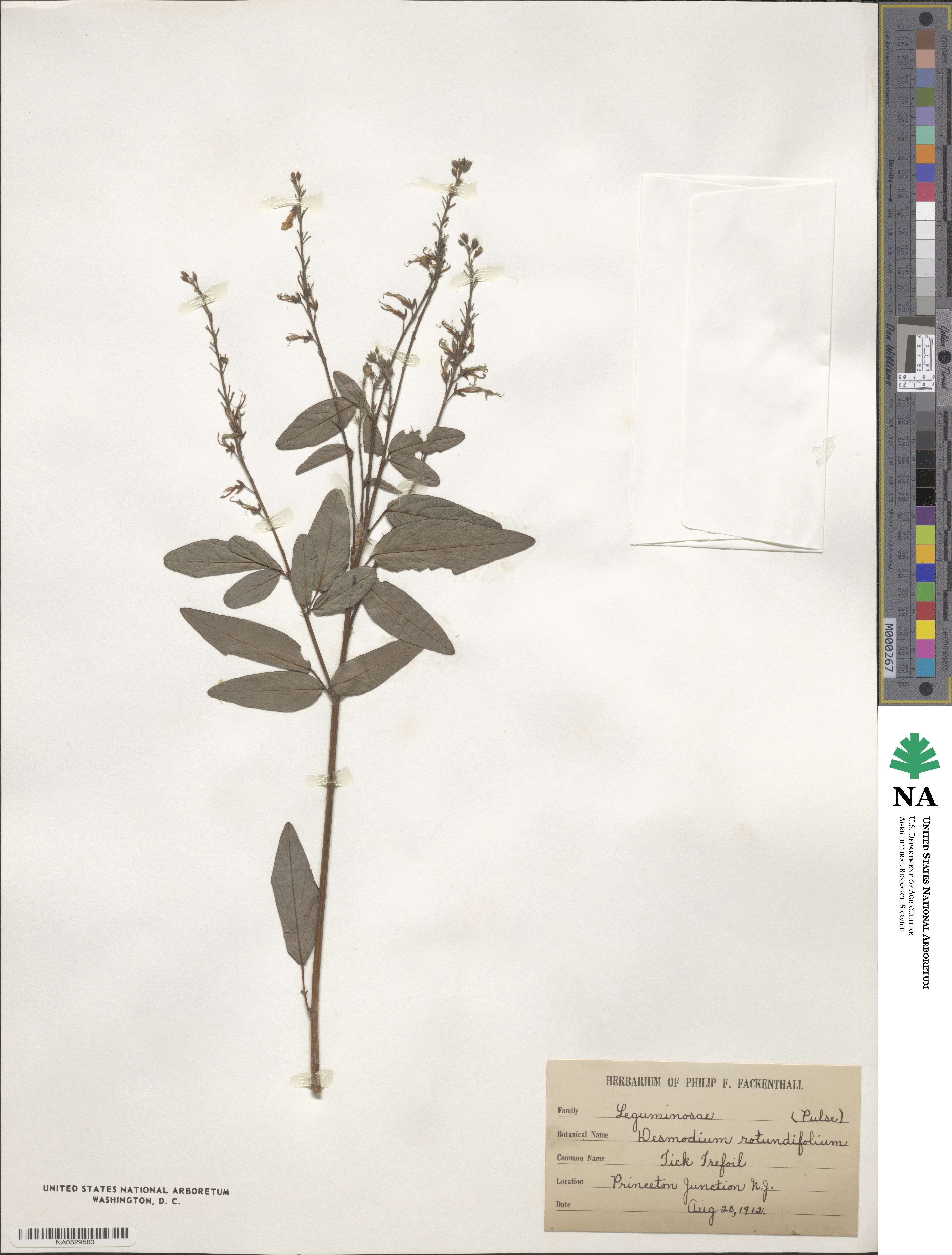 Desmodium rotundifolium image