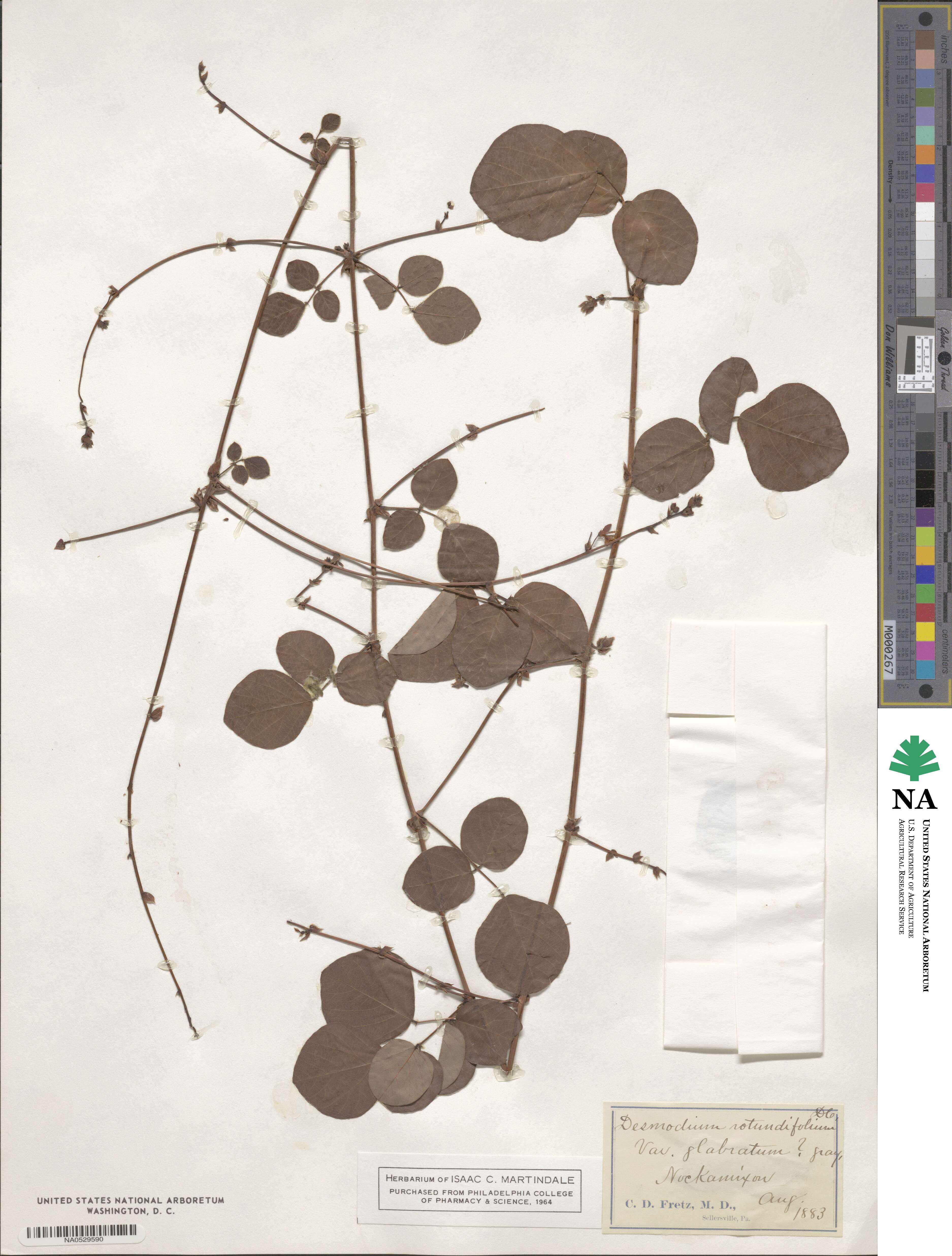 Desmodium rotundifolium image