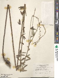 Desmodium sessilifolium image