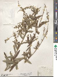 Desmodium sessilifolium image