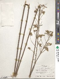 Desmodium sessilifolium image