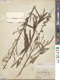 Desmodium sessilifolium image