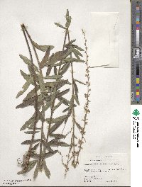 Desmodium sessilifolium image