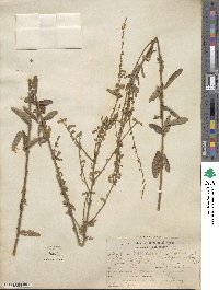 Desmodium sessilifolium image