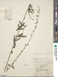 Desmodium sessilifolium image